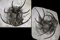 Ceratarges ziregensis